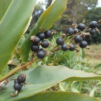 Alpinia nigra (Gaertn.) Burtt